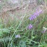 Vicia villosa habit picture by Gerbo Gerbin (cc-by-sa)