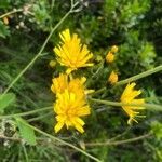 Hieracium murorum flower picture by Sascha Ruffiner (cc-by-sa)