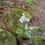 Cardamine nuttallii flower picture by h turner (cc-by-sa)