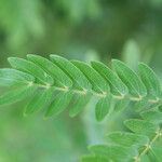 Calliandra surinamensis leaf picture by R. Tournebize (cc-by-sa)