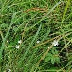 Stellaria palustris habit picture by Harry Jones (cc-by-sa)