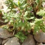 Teucrium scordium habit picture by André DENIS (cc-by-sa)