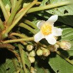 Saurauia montana flower picture by Nelson Zamora Villalobos (cc-by-nc)