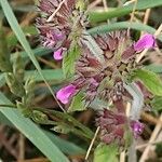 Clinopodium vulgare flower picture by Barry Cornelius (cc-by-sa)