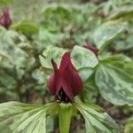 Trillium sessile flower picture by Pinky Shalom (cc-by-sa)