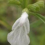 Leucas aspera flower picture by Rajendra Rajendra Choure (cc-by-sa)