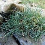 Festuca glacialis leaf picture by Alain Bigou (cc-by-sa)