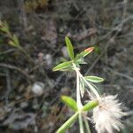 Trifolium strictum leaf picture by Manon Bounous (cc-by-sa)