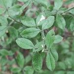 Cytisus villosus leaf picture by BOTANIC SL (cc-by-sa)