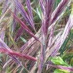 Calamagrostis canescens leaf picture by alfonscdj (cc-by-sa)