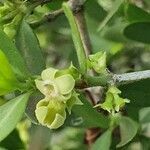 Pyrostria phyllanthoidea flower picture by susan brown (cc-by-sa)