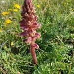 Orobanche amethystea flower picture by Stephane P (cc-by-sa)