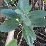 Kalanchoe pinnata habit picture by Peterson Stareh TOUSSAINT (cc-by-sa)