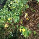 Allamanda cathartica habit picture by pedrogc -- (cc-by-sa)