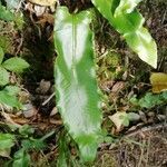 Asplenium sagittatum leaf picture by Juan Afonso (cc-by-sa)