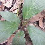 Tacca integrifolia leaf picture by Amer Lazim (cc-by-sa)