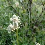 Plantago lagopus flower picture by García Calero Cristina (cc-by-sa)