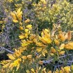 Ulex parviflorus flower picture by Christopher PERRET (cc-by-sa)