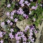 Phlox diffusa flower picture by Jim Conroy (cc-by-sa)