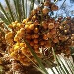 Chamaerops humilis fruit picture by Lucas (cc-by-sa)