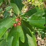 Sassafras albidum flower picture by Crystal Osborn (cc-by-sa)