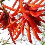 Erythrina lysistemon flower picture by Mihaela Moldovan (cc-by-sa)