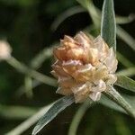 Centaurea jacea fruit picture by elena🌞 dei boschi🌿 (cc-by-sa)