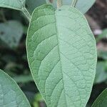 Solanum hazenii leaf picture by Nelson Zamora Villalobos (cc-by-nc)