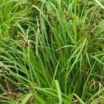 Carex montana habit picture by Dieter Albrecht (cc-by-sa)