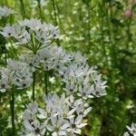 Allium trifoliatum flower picture by Palombi Luigi (cc-by-sa)