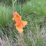 Gladiolus dalenii flower picture by Iain Douglas-Hamilton (cc-by-sa)