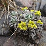 Draba nivicola flower picture by Fabien Anthelme (cc-by-sa)