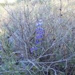 Penstemon heterophyllus flower picture by william Anders (cc-by-sa)