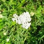 Achillea pannonica flower picture by klara kucerova (cc-by-sa)