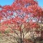 Rhus copallinum habit picture by Steve Korenek (cc-by-sa)