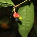 Ouratea prominens fruit picture by Nelson Zamora Villalobos (cc-by-nc)