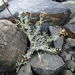 Belloa erythractis habit picture by Fabien Anthelme (cc-by-sa)