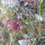 Thymus longiflorus flower picture by manuelmm (cc-by-sa)