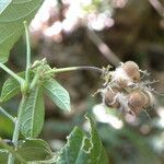 Dalechampia cissifolia fruit picture by Nelson Zamora Villalobos (cc-by-nc)