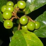 Solanum rovirosanum fruit picture by Nelson Zamora Villalobos (cc-by-nc)