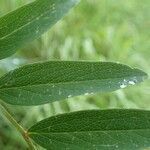 Lathyrus laevigatus leaf picture by Yoan MARTIN (cc-by-sa)