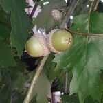 Quercus velutina fruit picture by J Clark (cc-by-sa)