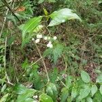 Chiococca alba fruit picture by Ceballos Dereck (cc-by-sa)