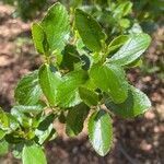 Ceanothus arboreus leaf picture by Douglas￼ Bachman (cc-by-sa)