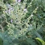 Scutellaria incana leaf picture by David Hinds (cc-by-sa)