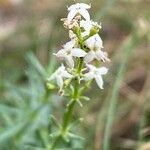 Galium glaucum flower picture by Francois Mansour (cc-by-sa)