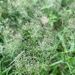 Eragrostis unioloides flower picture by Salahaudin Maili (cc-by-sa)