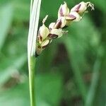 Carex panicea flower picture by jacques maréchal (cc-by-sa)