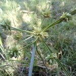 Cyperus eragrostis leaf picture by Fantin GEHU (cc-by-sa)