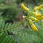 Astragalus penduliflorus habit picture by Yoan MARTIN (cc-by-sa)